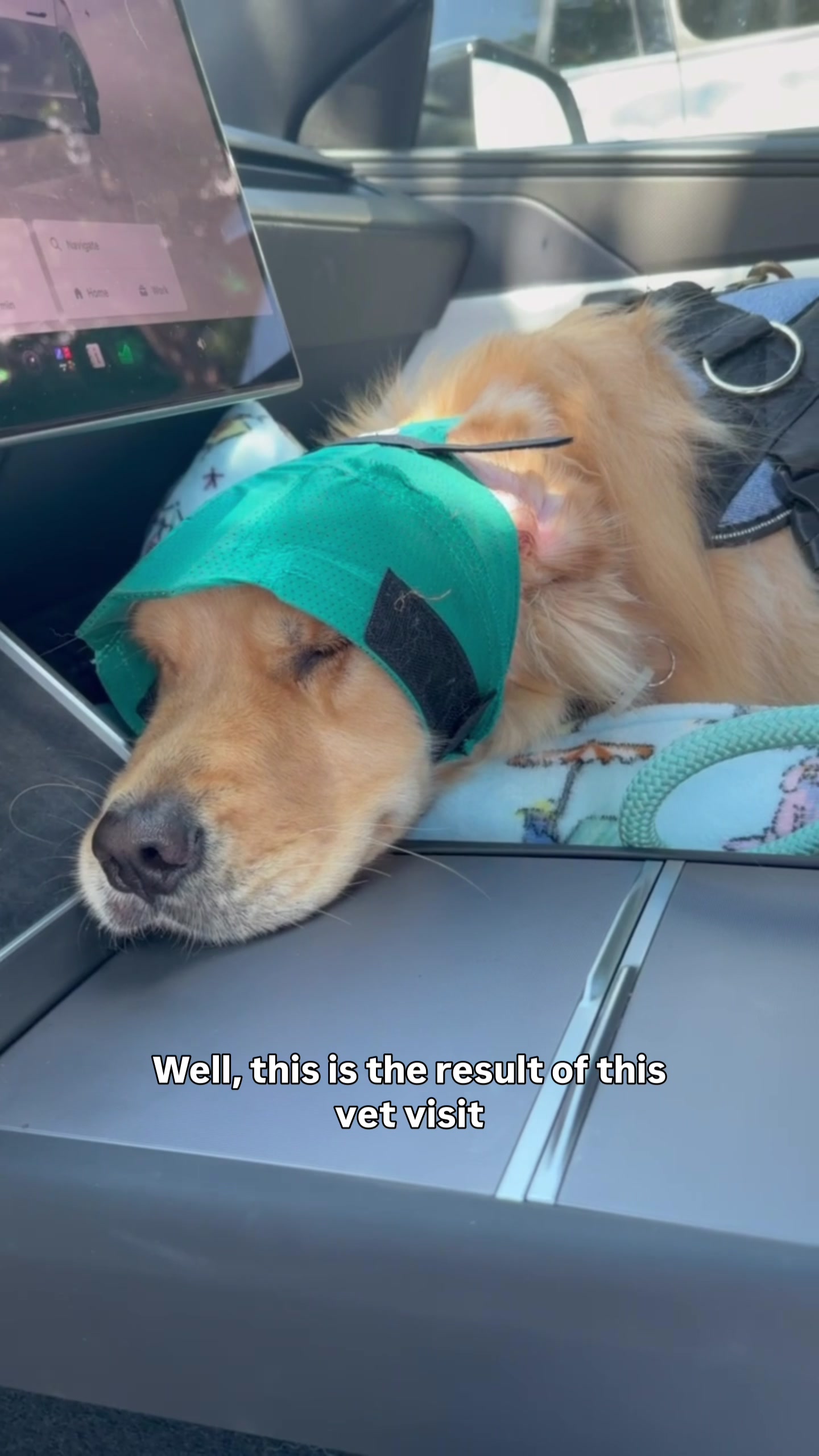 @DogMomisms