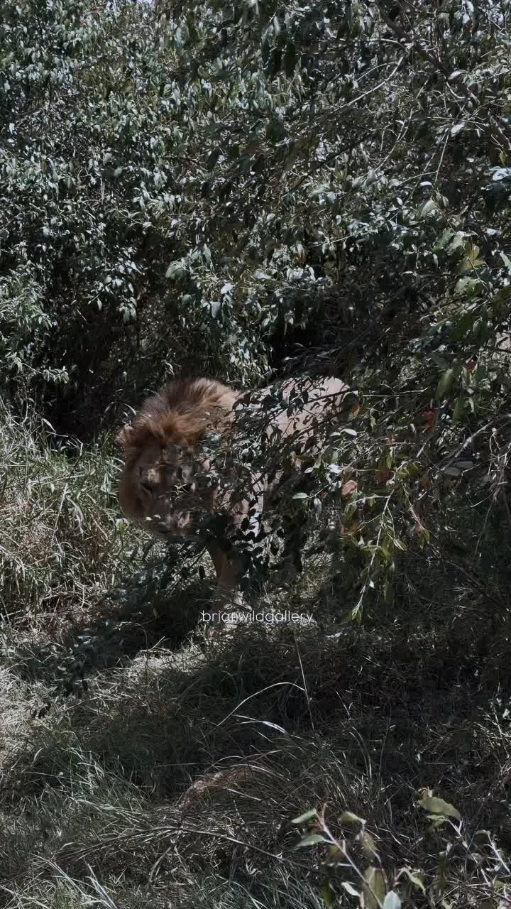 @Guzzicar🦁