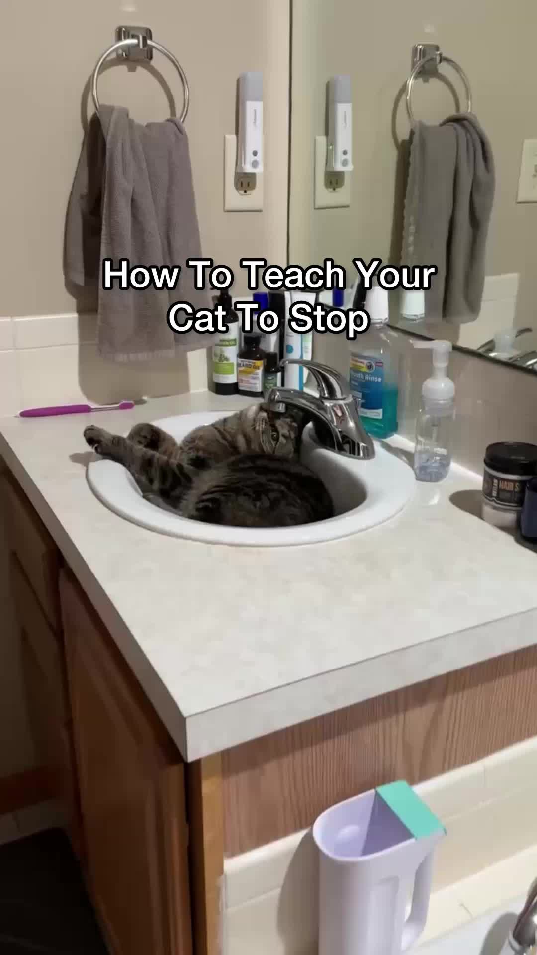 @Chip The Manx