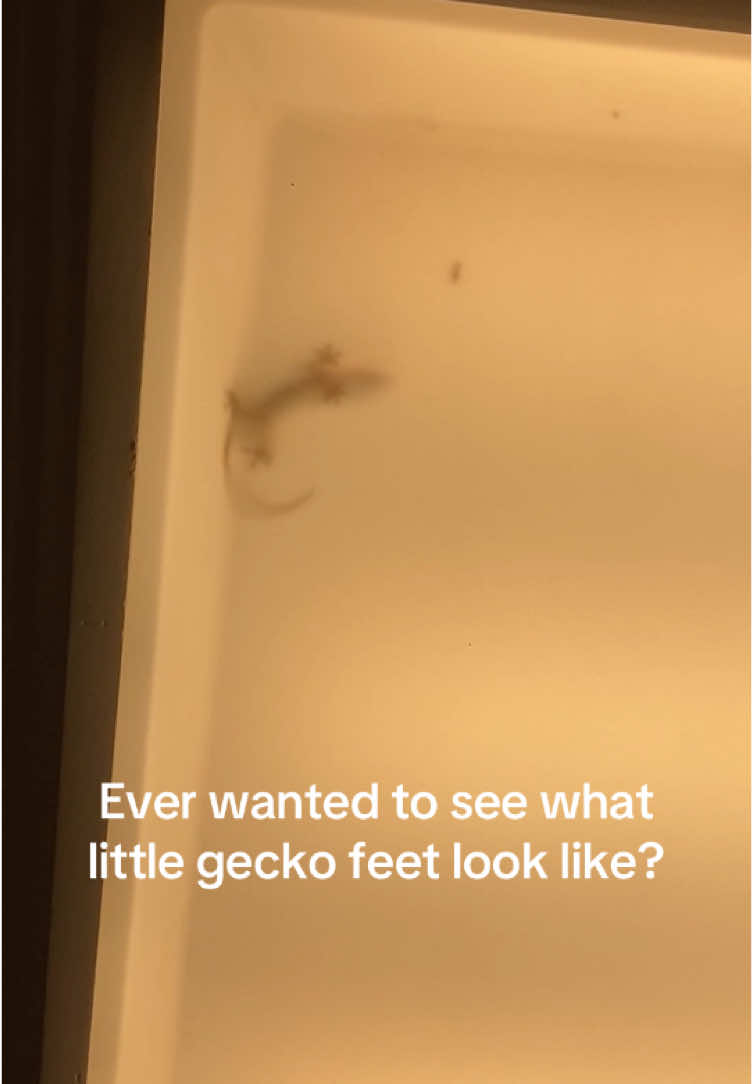 @Tiny Home Zoo