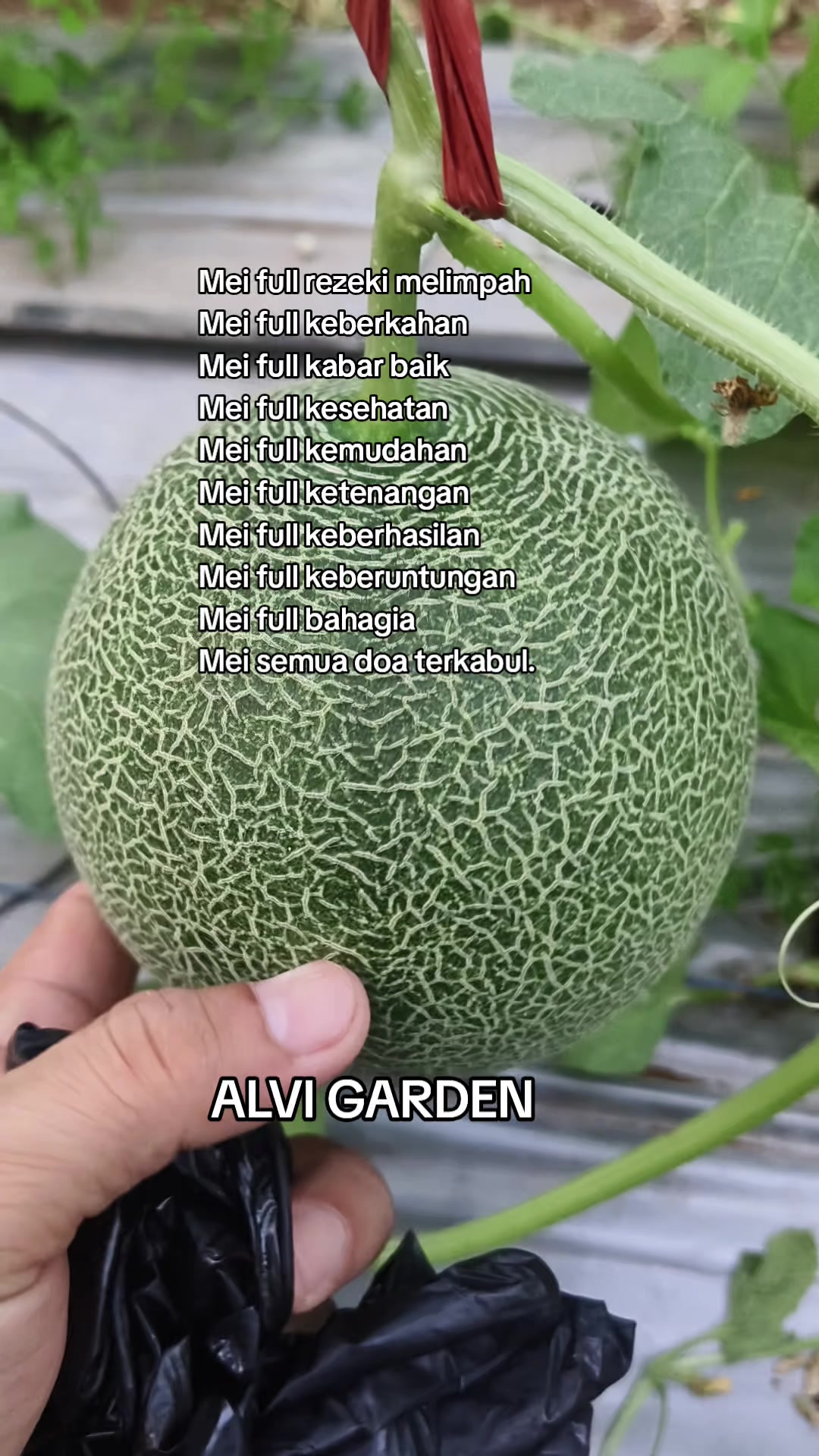 @Alvi Garden