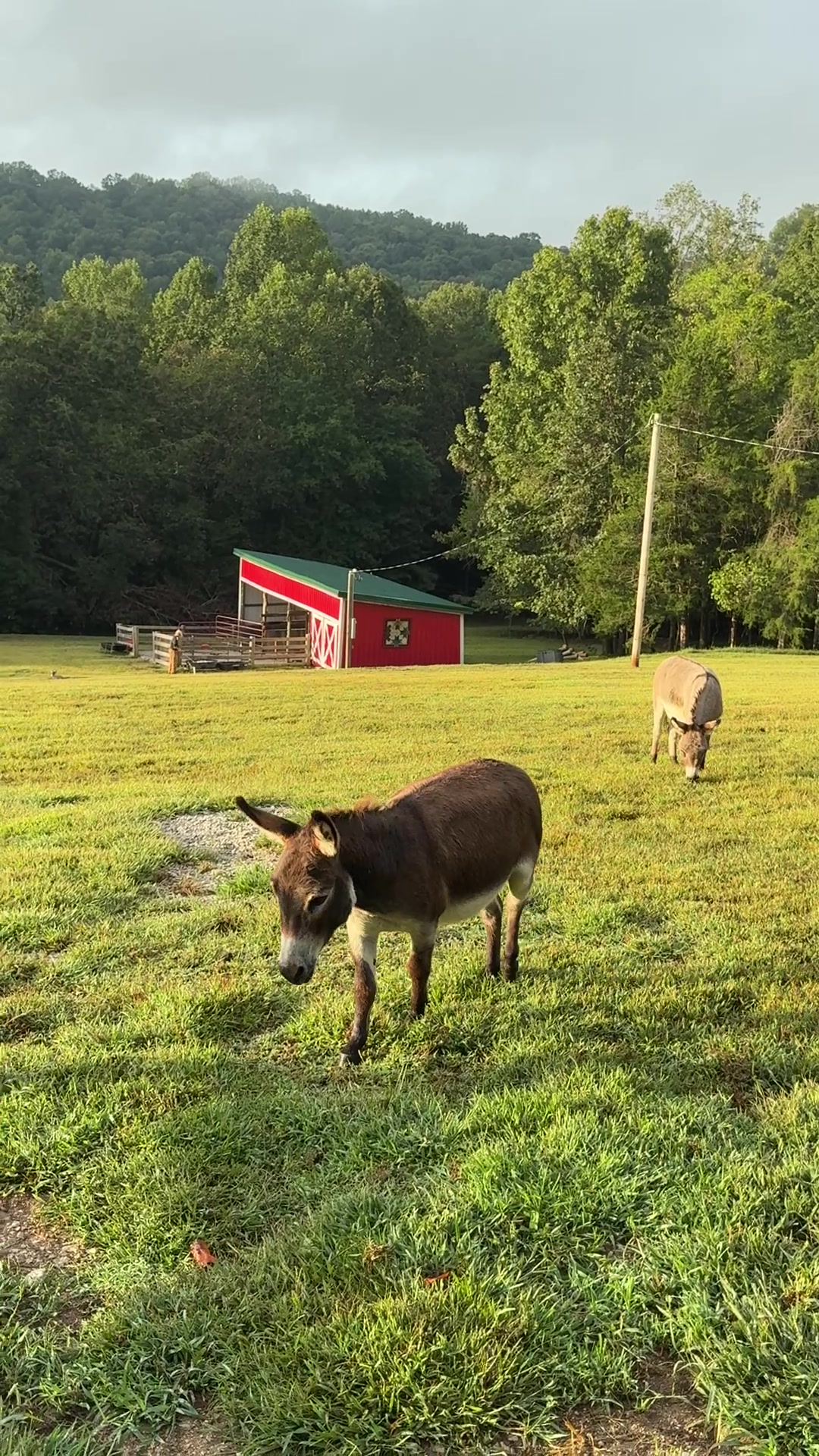 @Sweet BombDiggity Farms