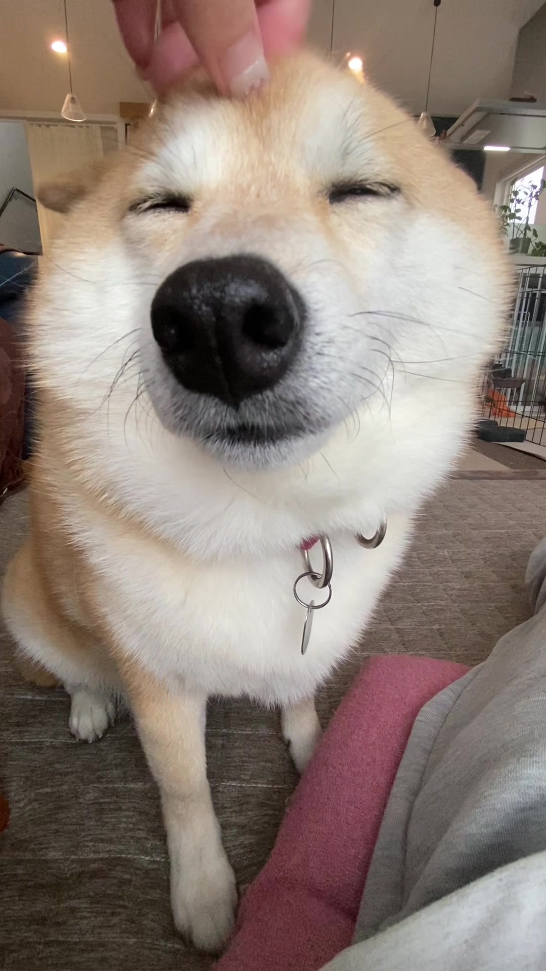 @こむぎといなり