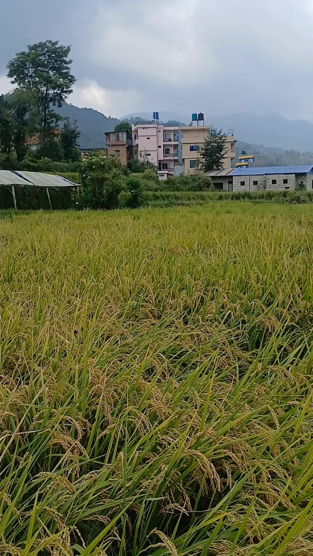 @manika dulal