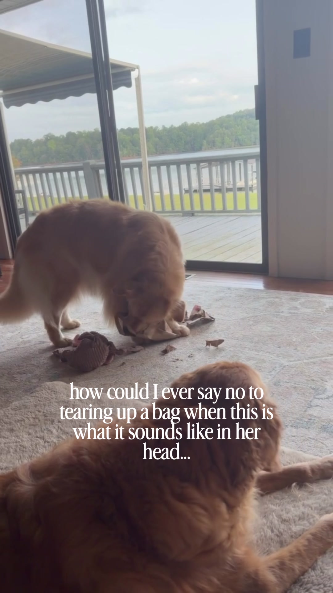 @DogMomisms