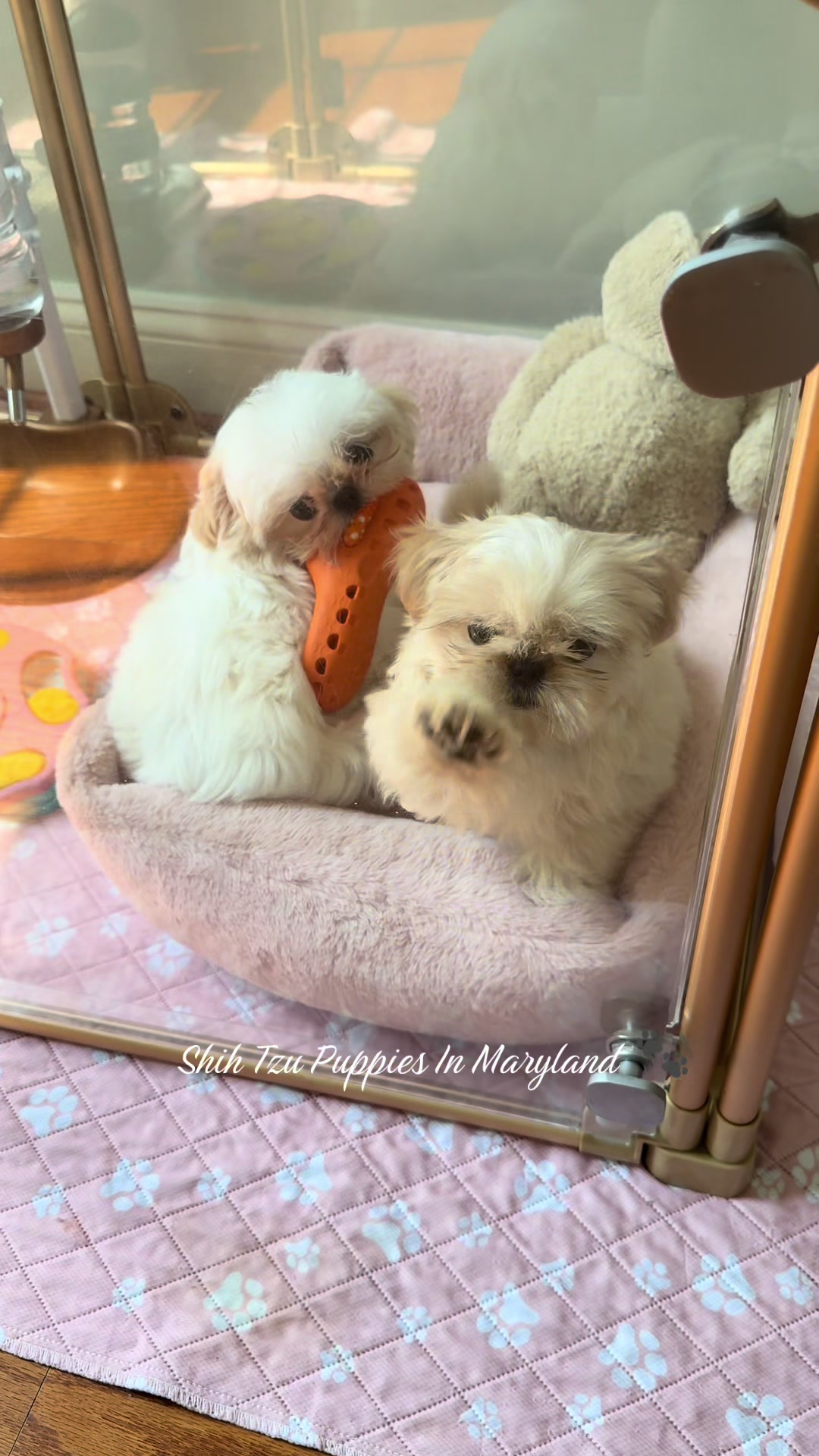 @Shih Tzu Puppies in Maryland