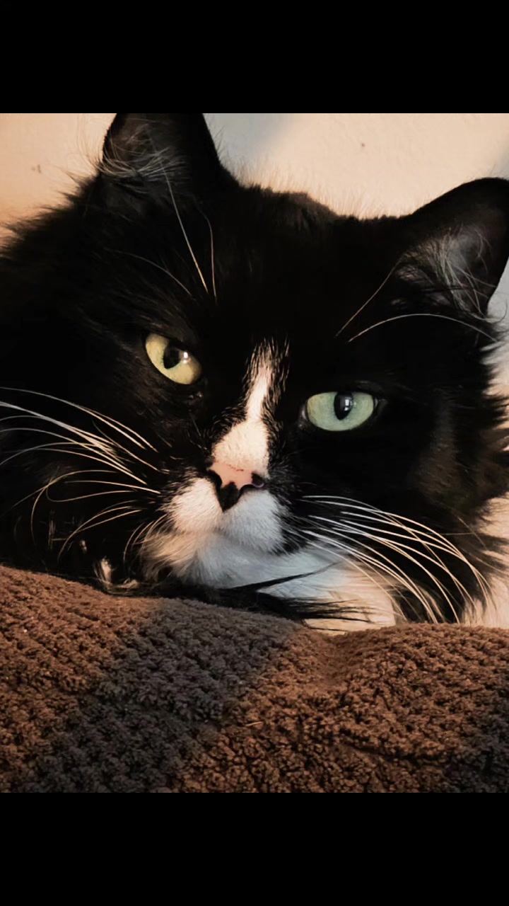 @AtticaTheTuxedoCat
