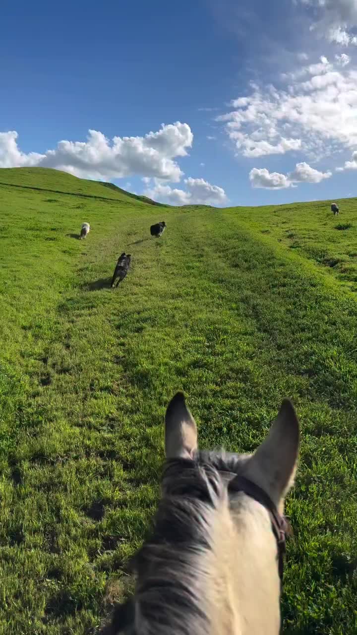 @ThunderGallops