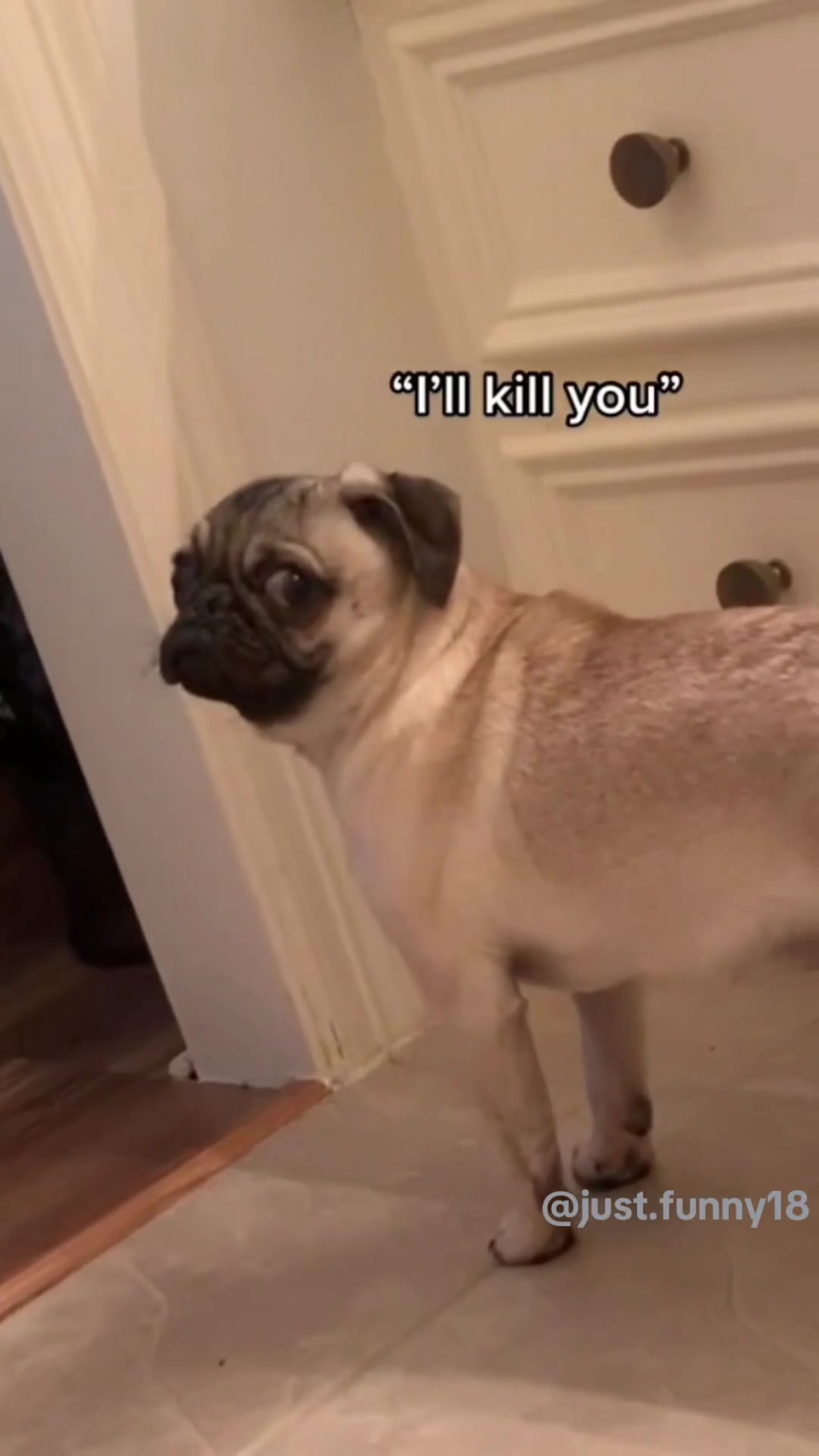 @Funny Animals😽🐶❤️