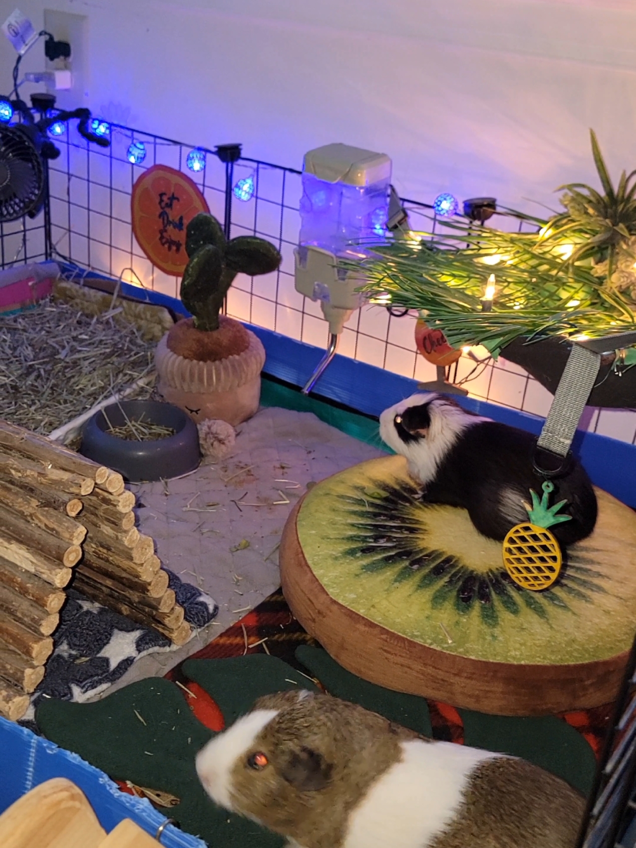 @Dunkin & Donut the guinea pigs