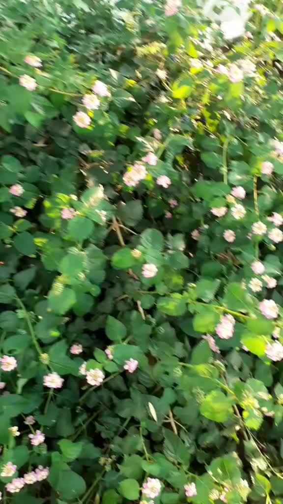 @🌹G&uuml;lo G&uuml;l🌹