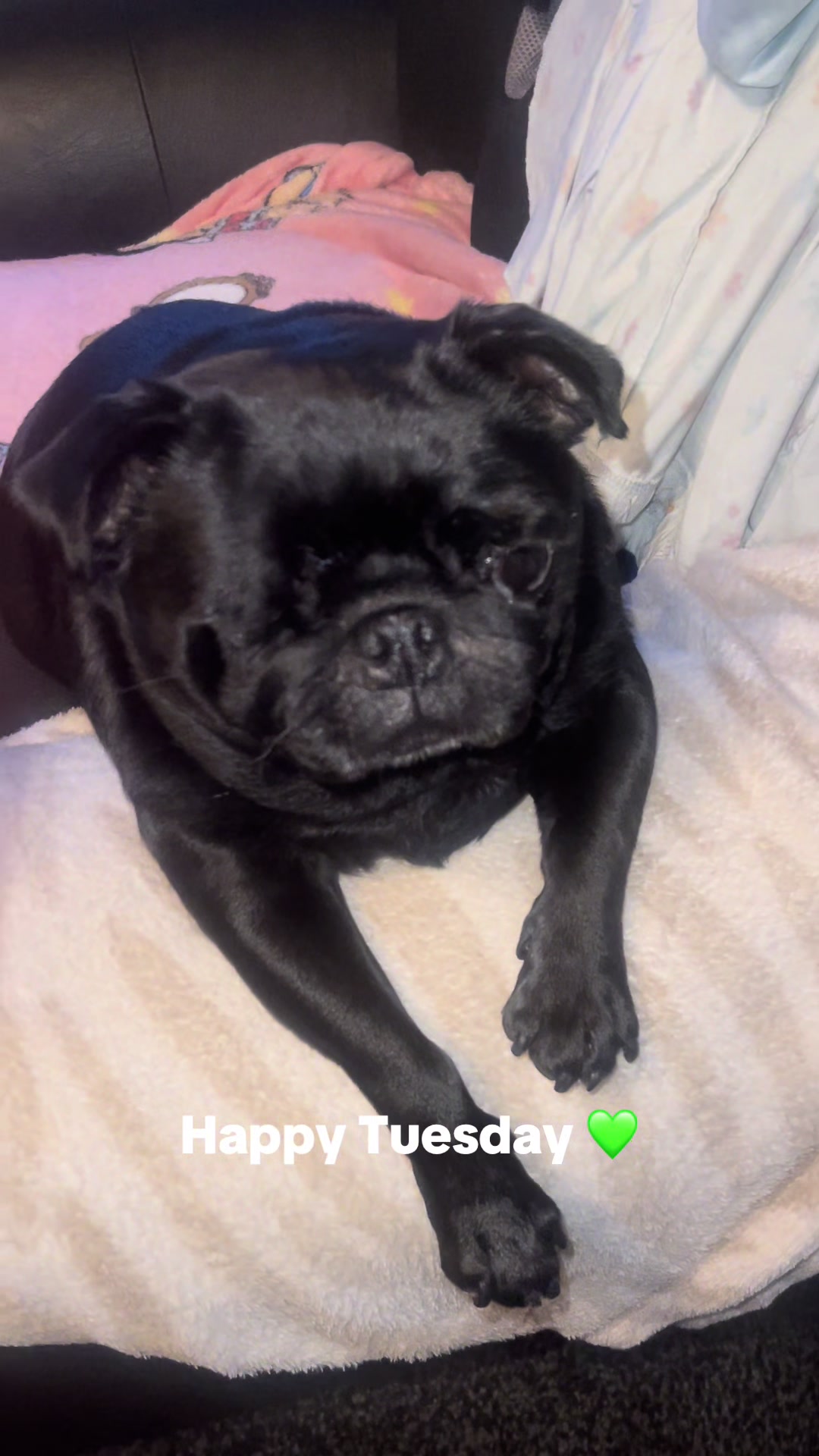 @lulutheboringpug