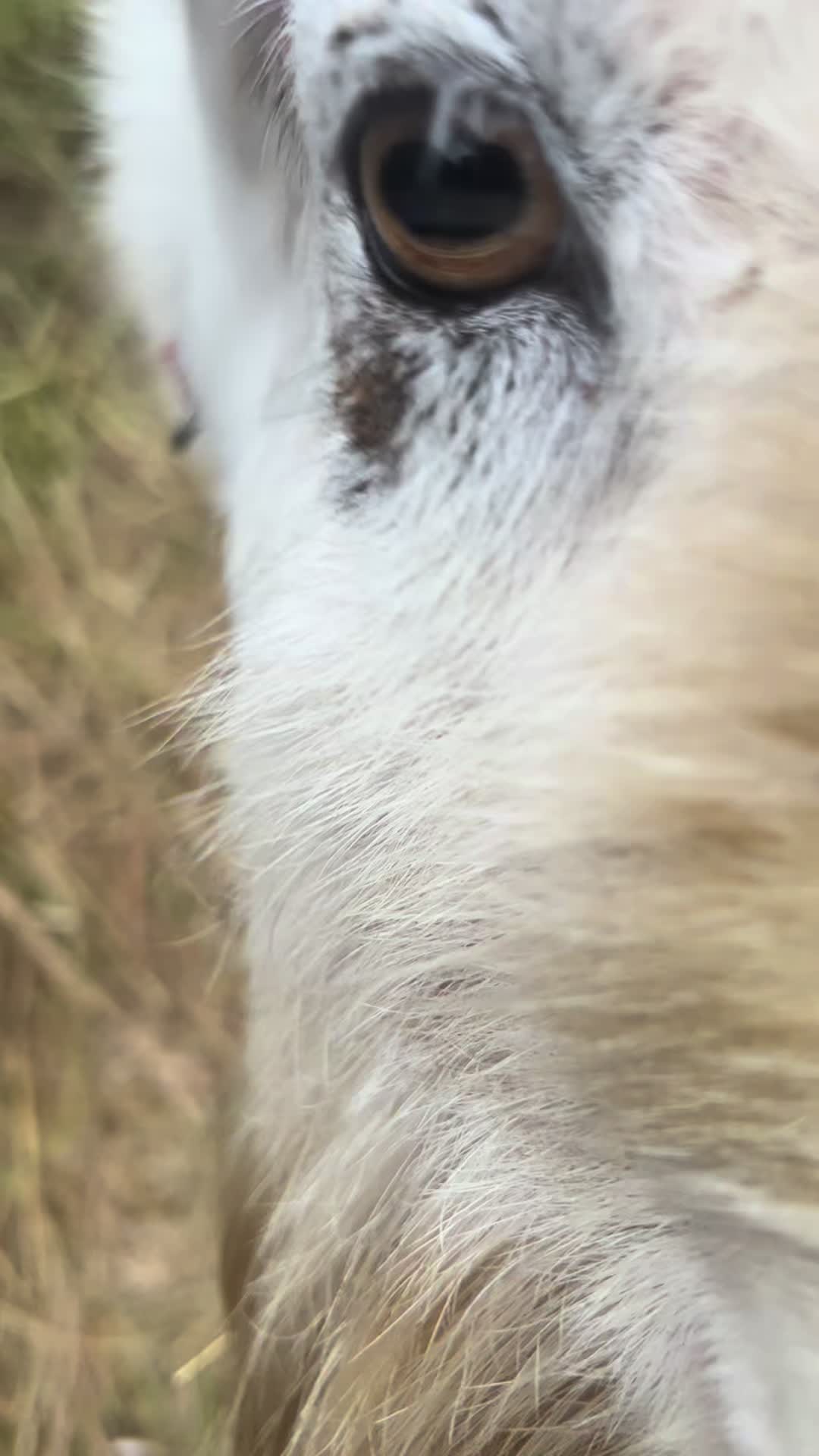 @ᑎIIᑎᗩᗩ 🌻