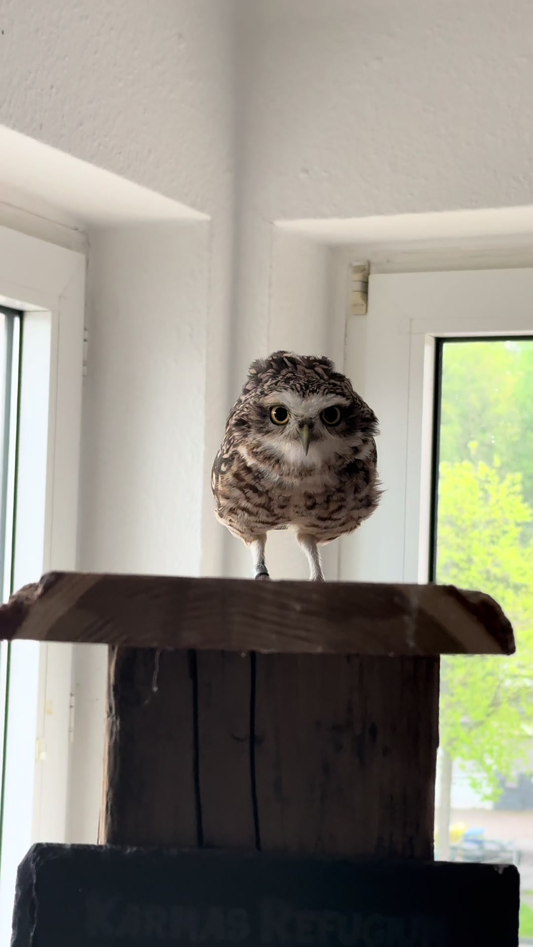 @Kreischhuhn Karma 🦉