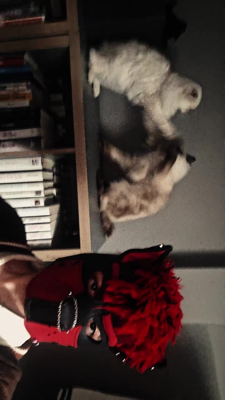 @Logan_pup