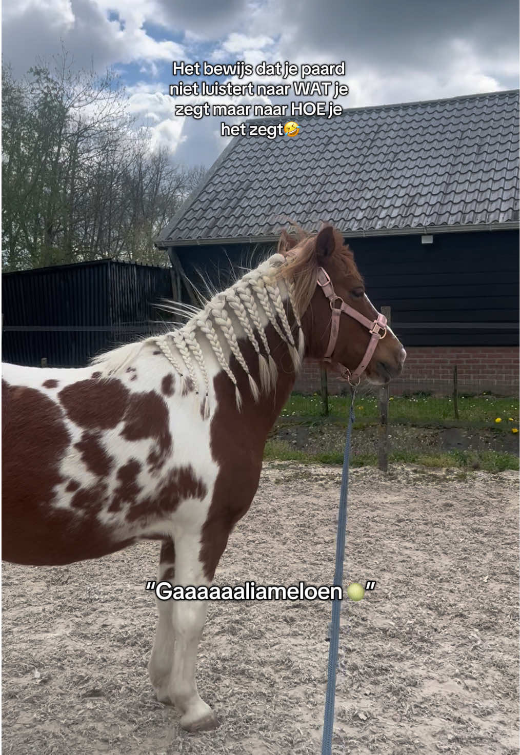 @idh_horses