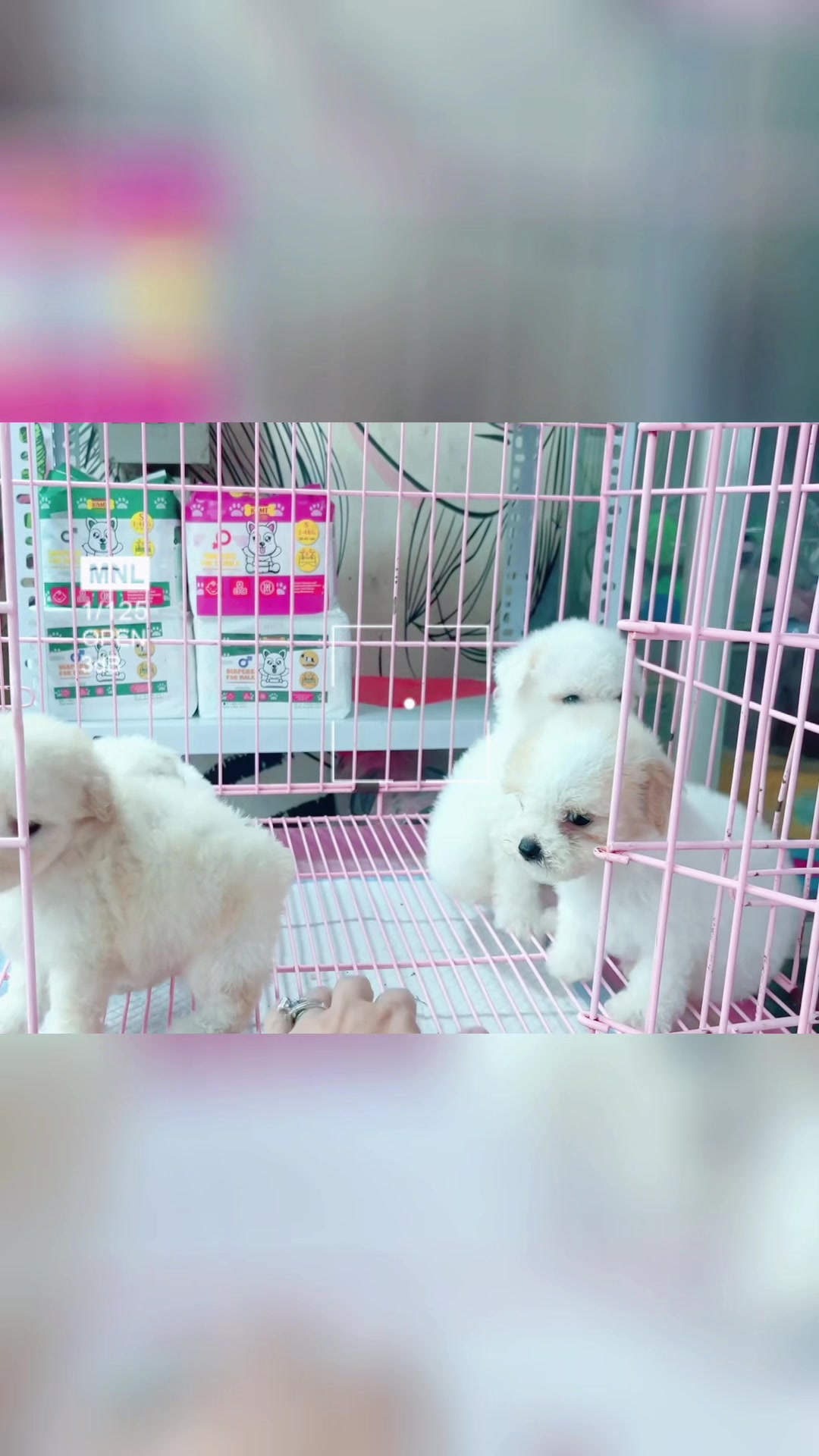 @THẾ GIỚI CH&Oacute; M&Egrave;O XINH😘