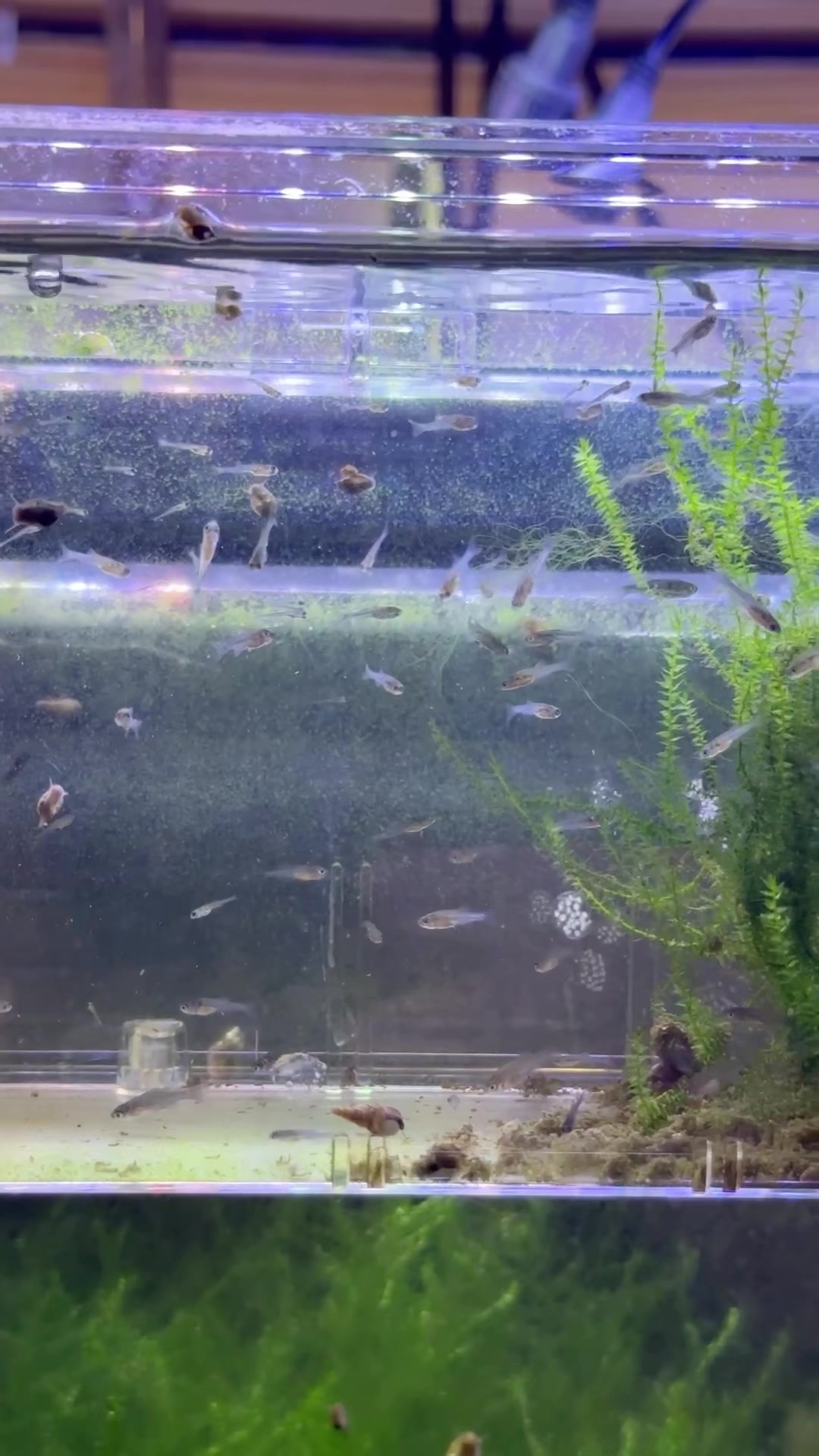 @Daku Aquatics