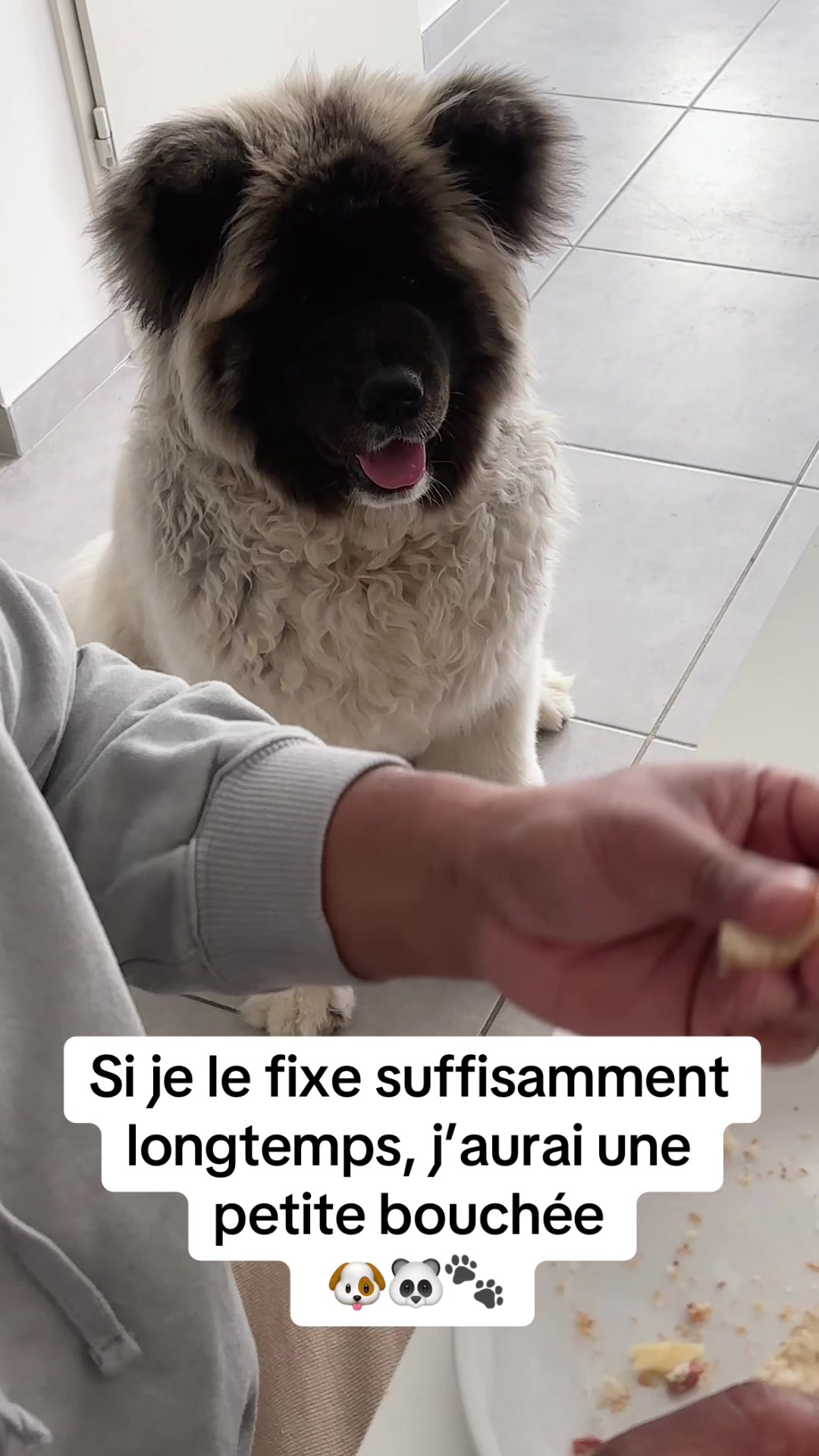 @Moon 🐶🐼🐾