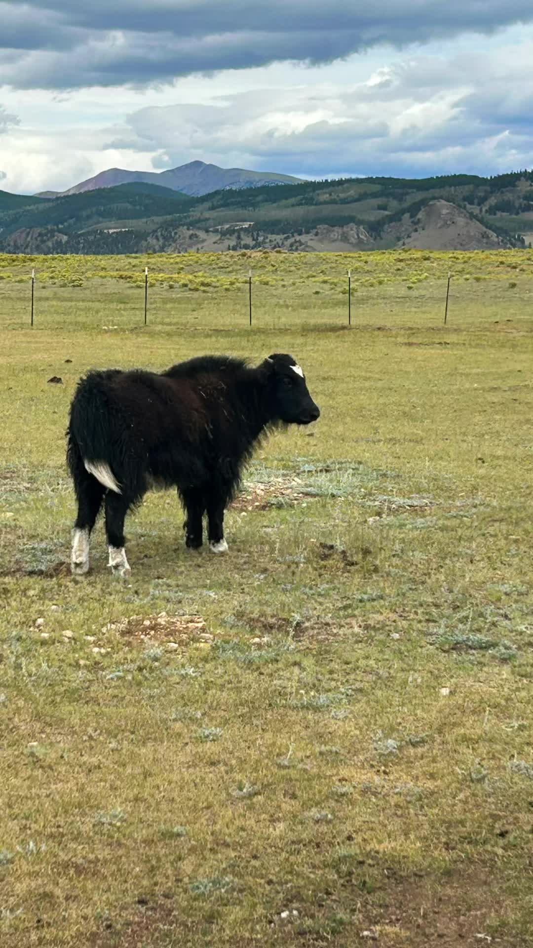 @Yakety Yak Ranch
