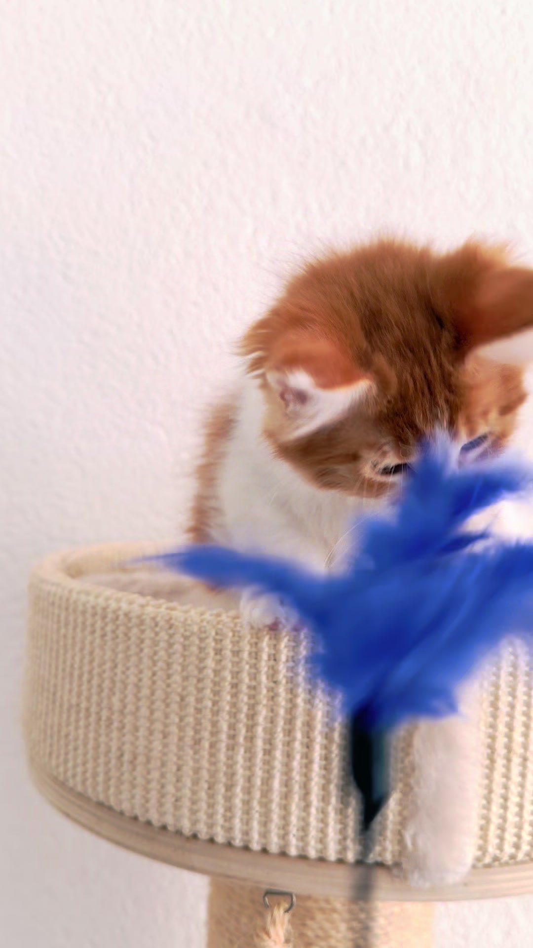 @Golden Maine Coon