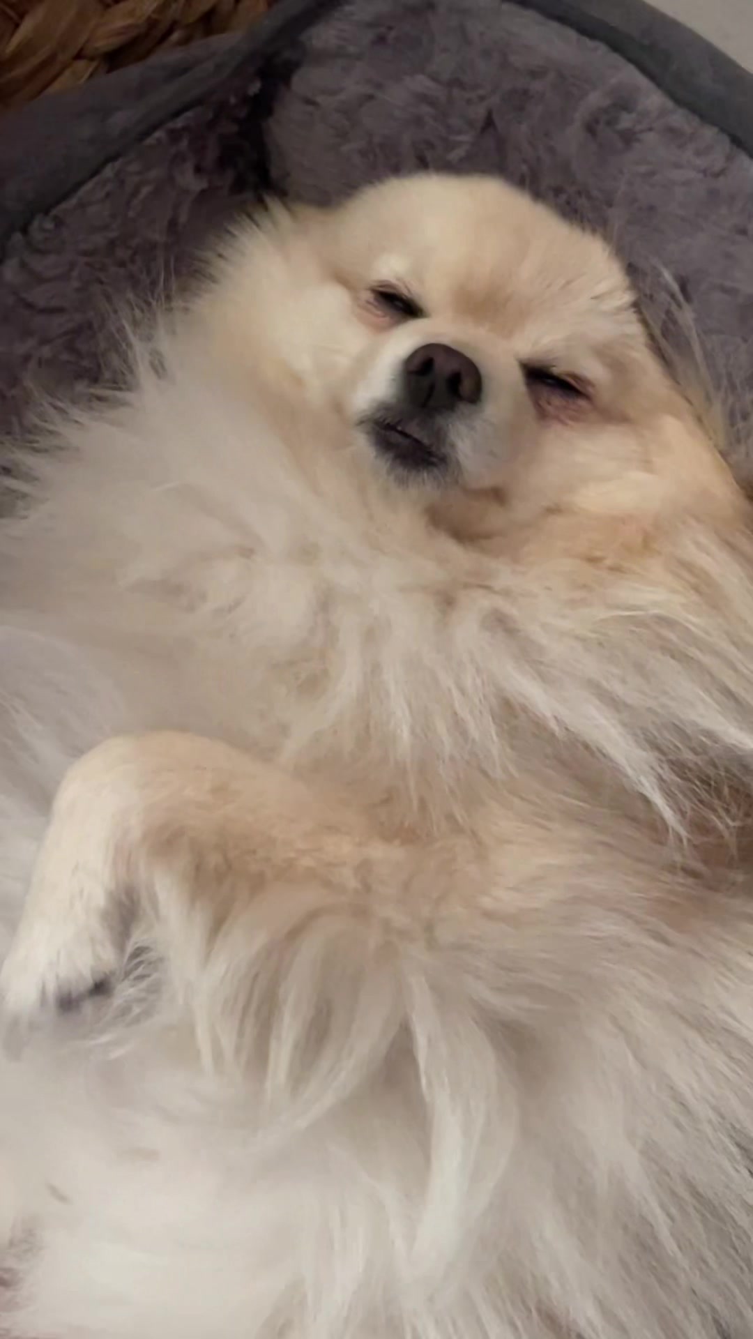 @beingmilothepom