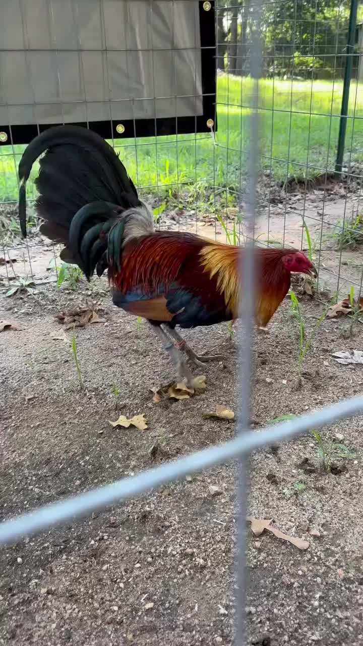 @G3 Farm & Fowl Supplies