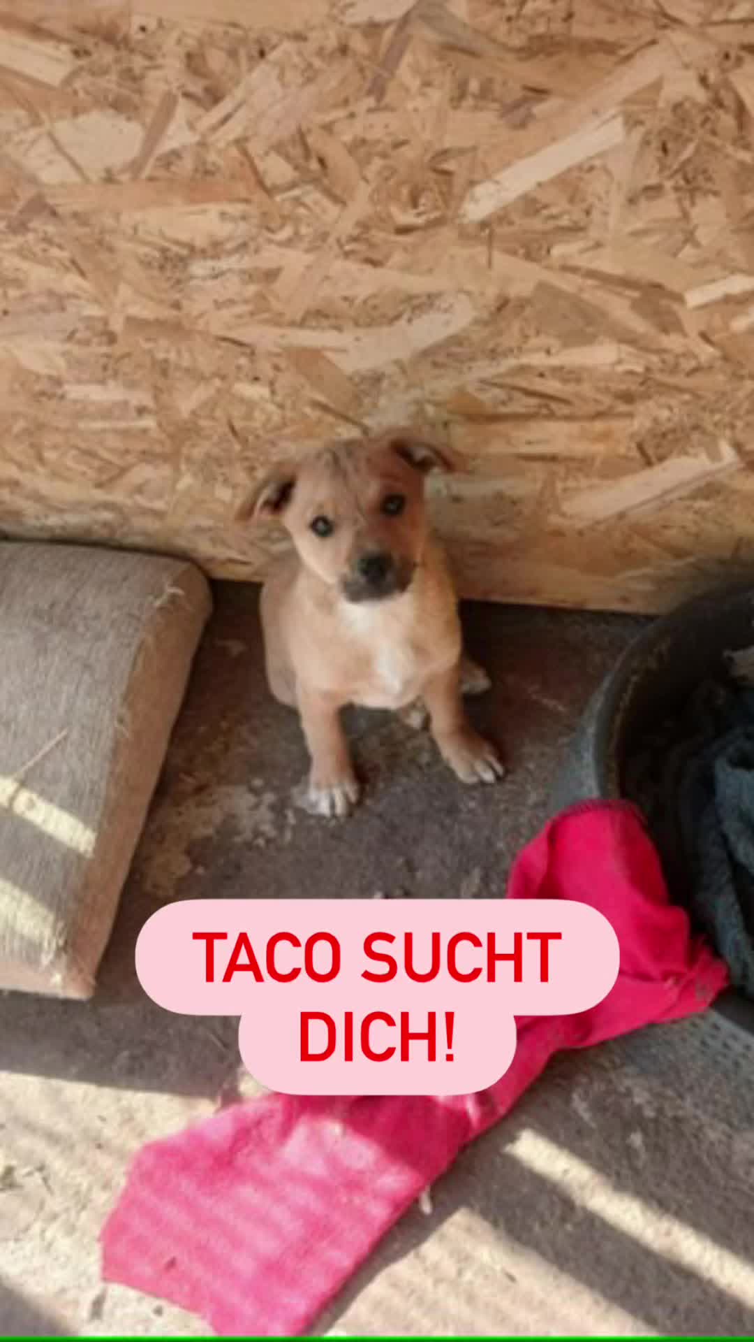 @Hundeherzkommando 🐾