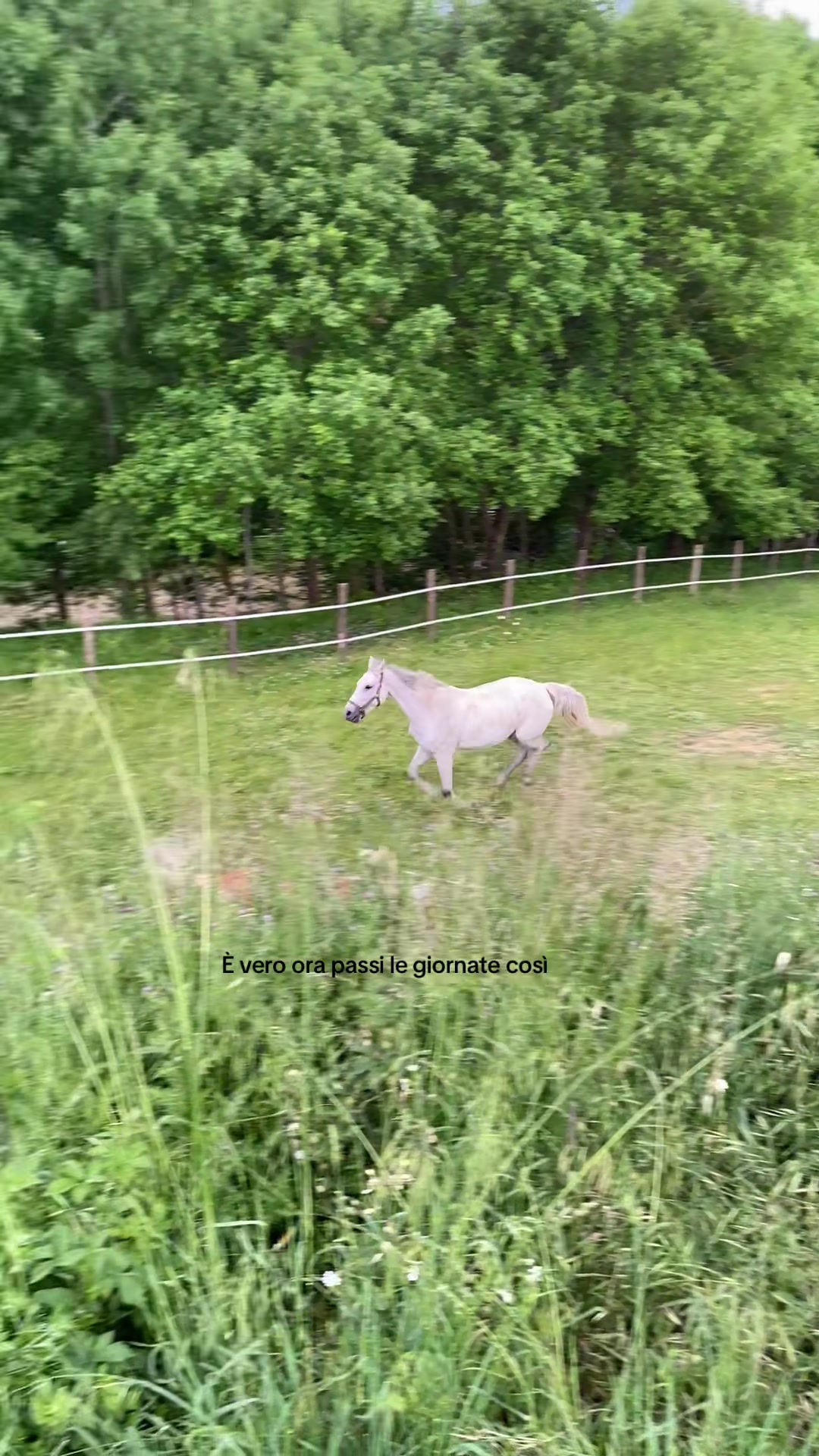 @equestrian_ale