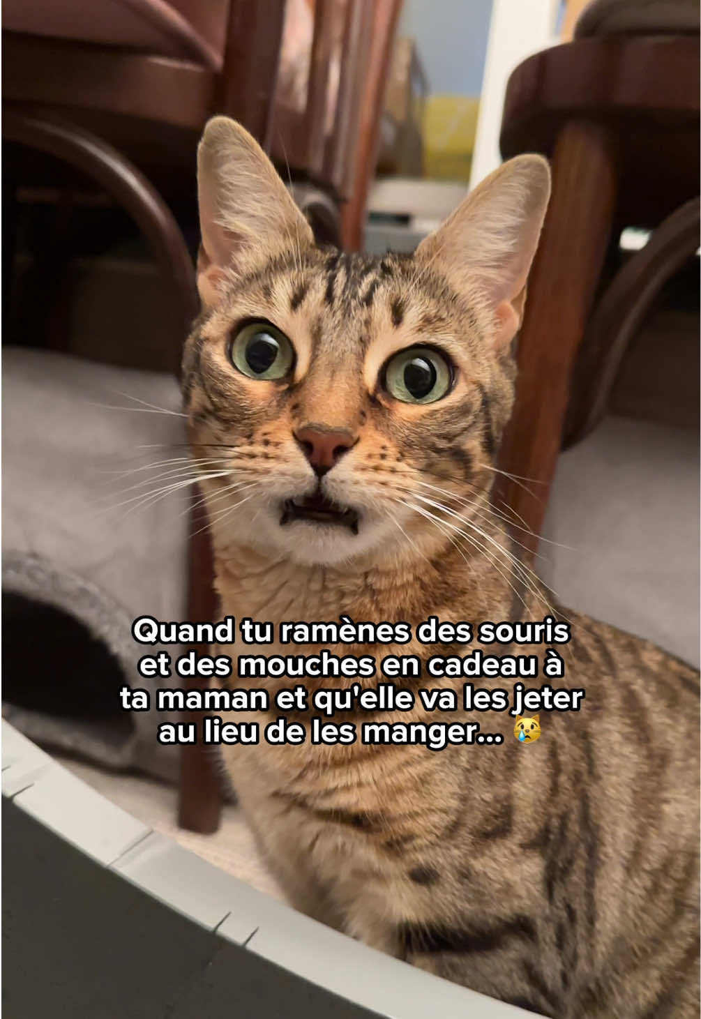 @Ricki the Bengal