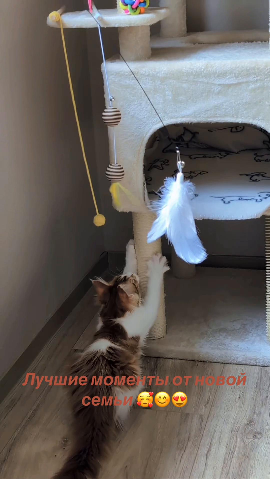 @Golden Maine Coon