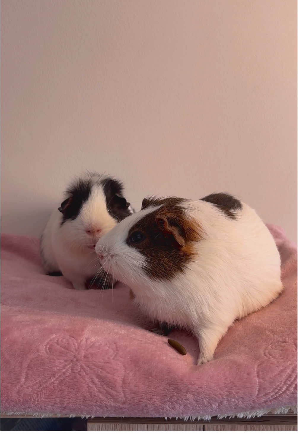 @friendly_guinea_pigs