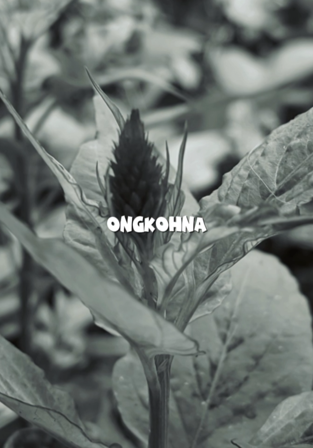 @𝗣𝗲𝘀𝗼𝗻𝗮 𝗗𝗲𝘀𝗮 🍃