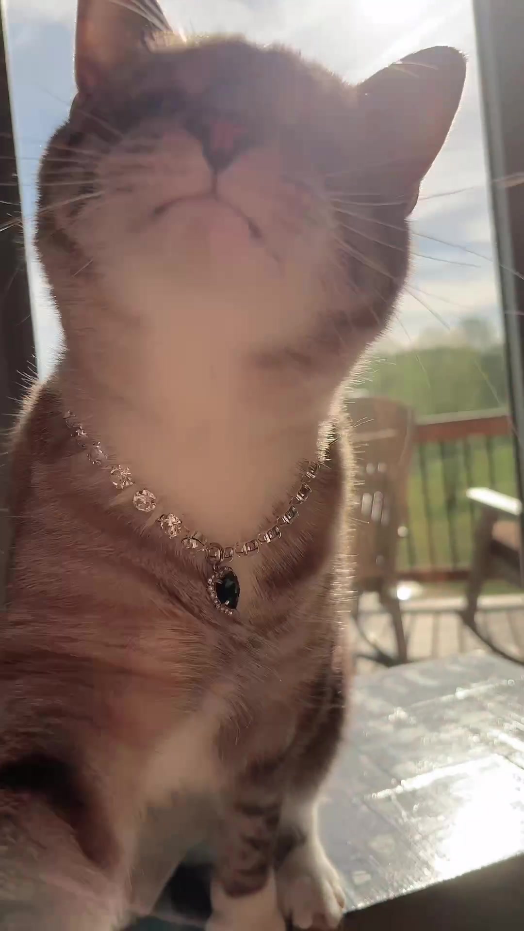 @bellkittiesmom