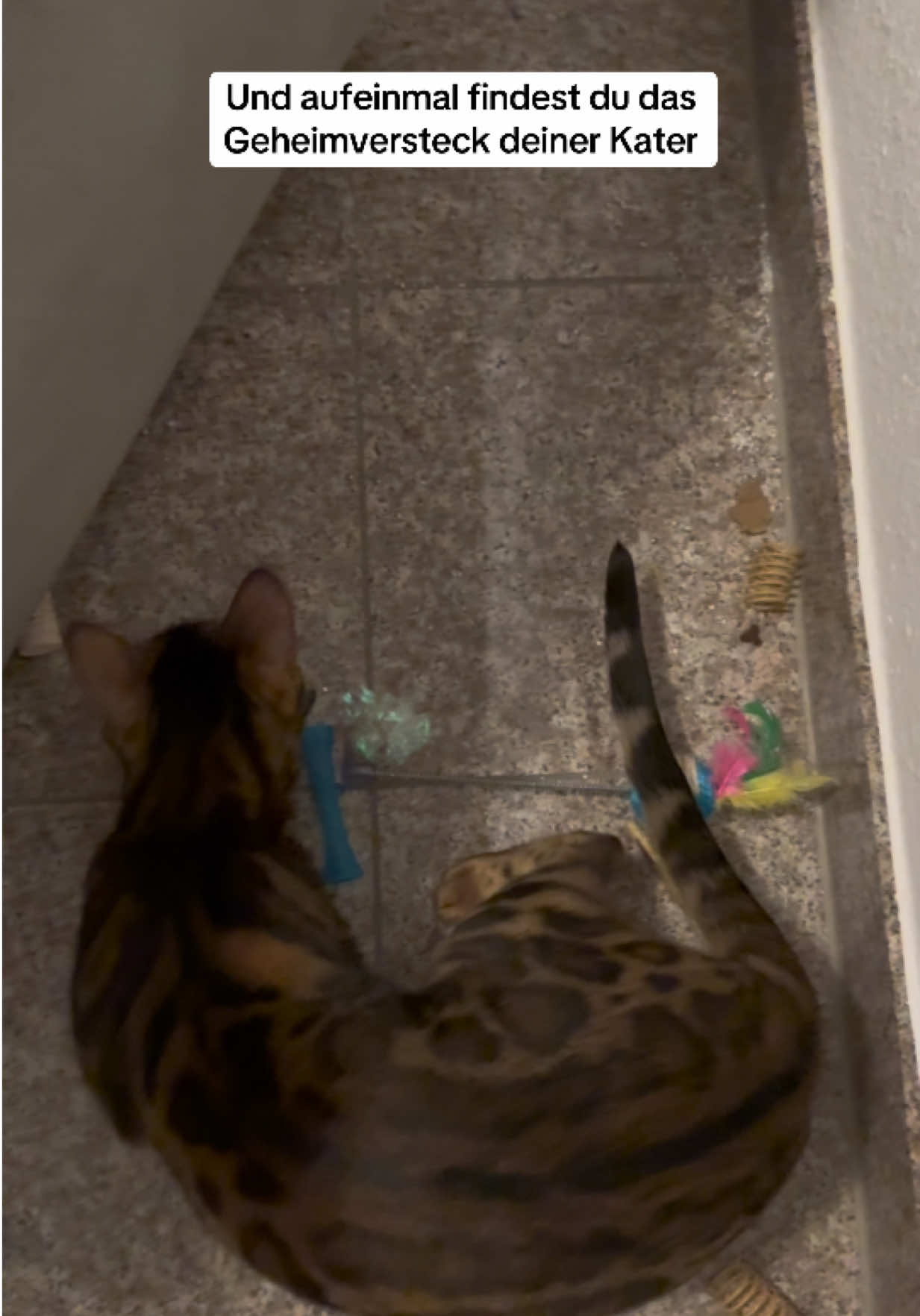 @Cat Mommy 🐆🤎