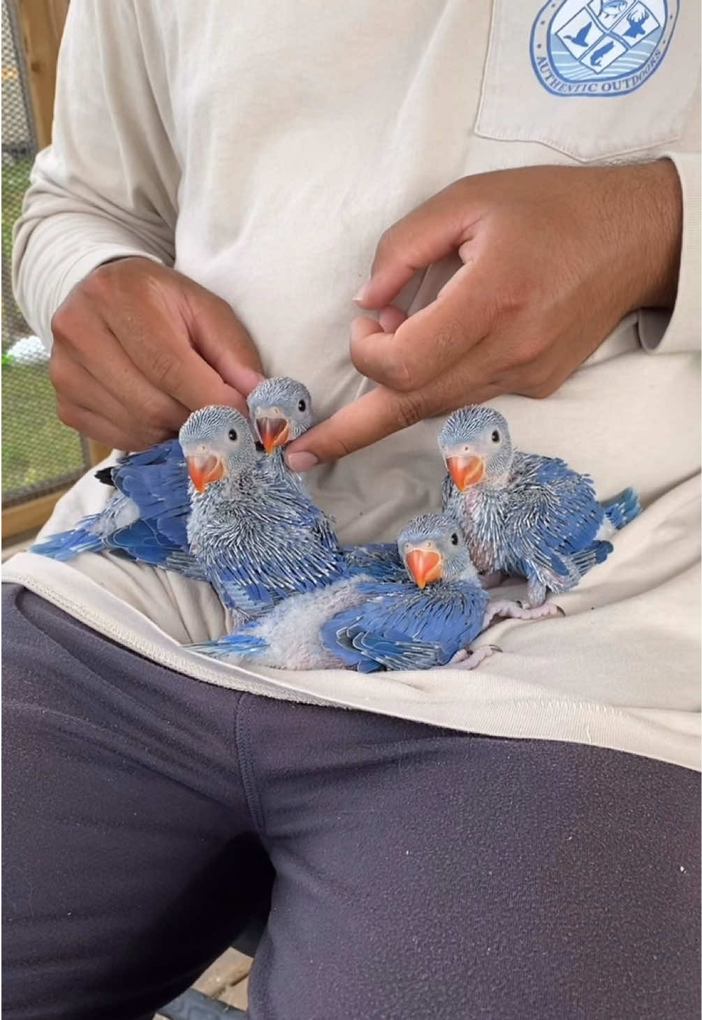 @JC Aviary