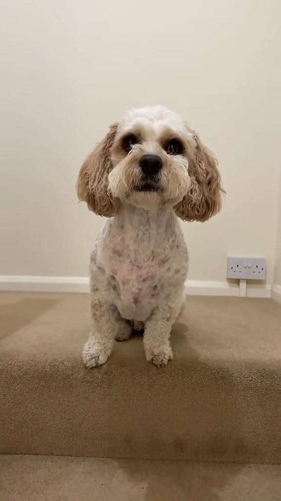 @My Cavachon
