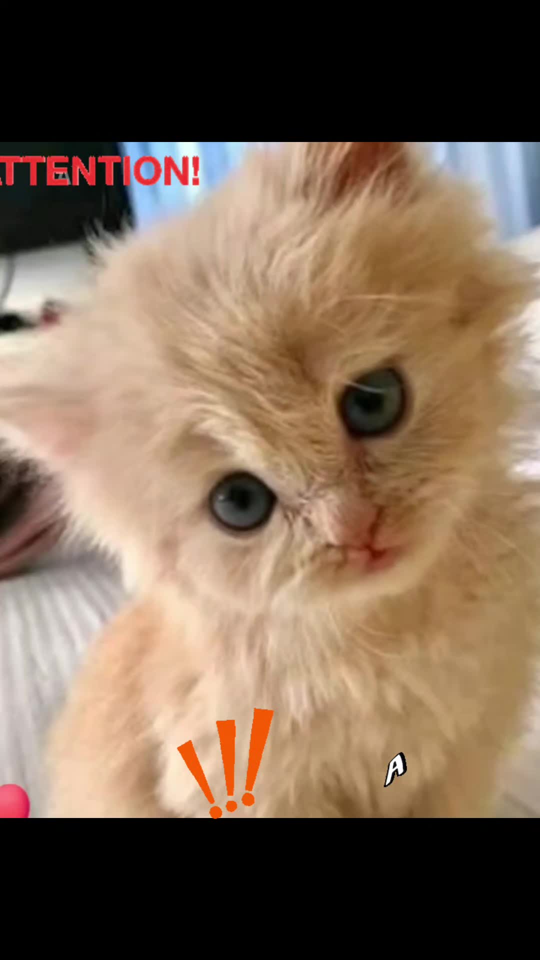 @Gitta-Möhrchen🥕🥕🥕