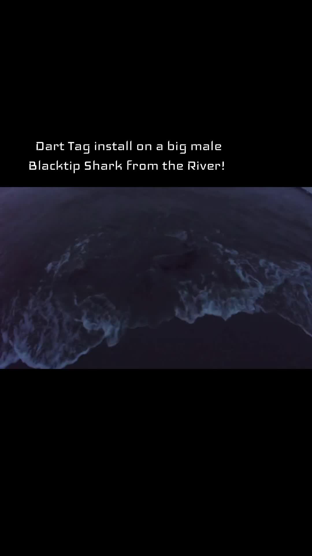 @cscsharks