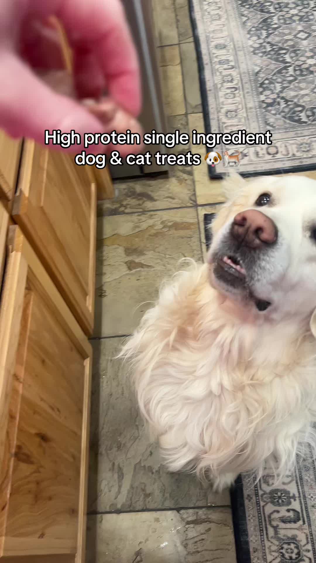 @Velvet Paws