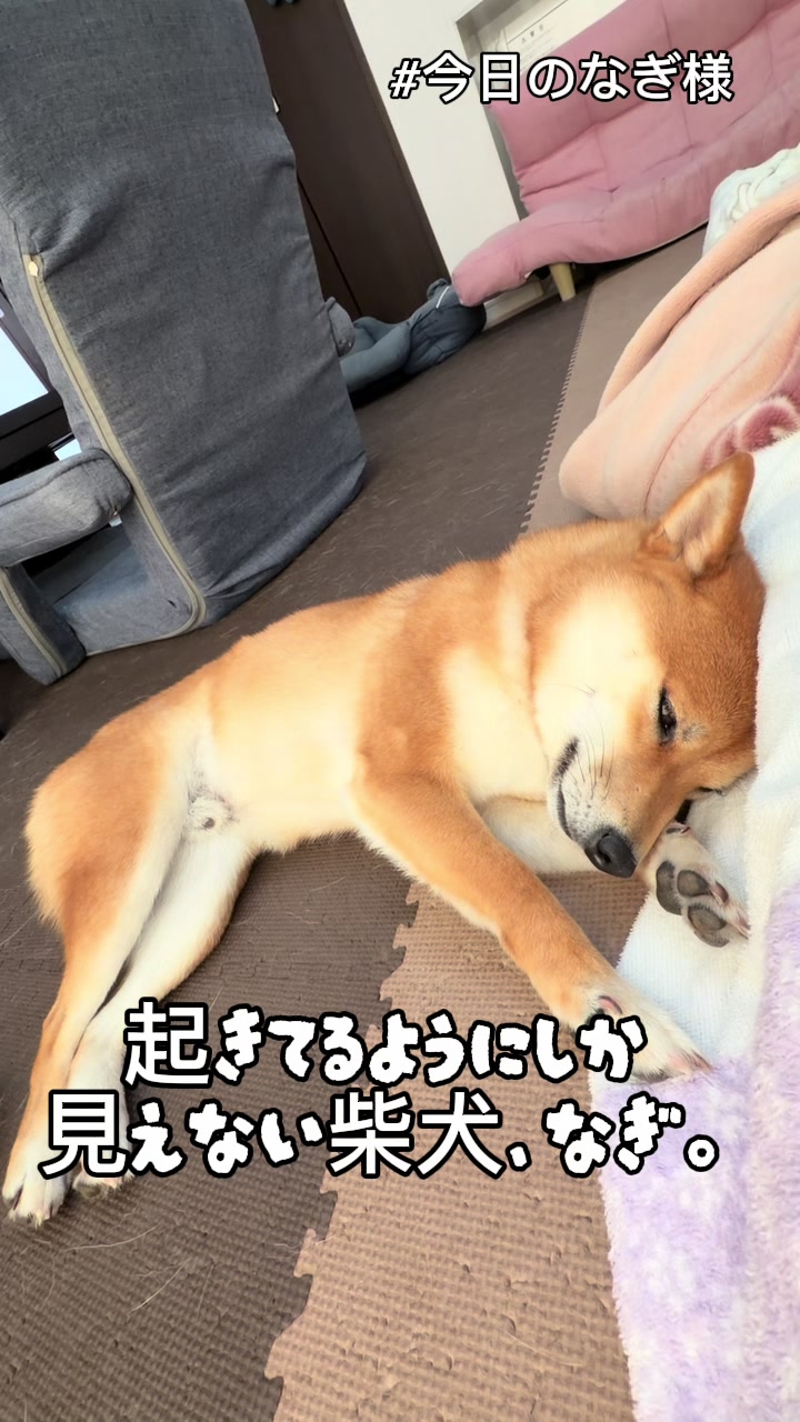 @こまめとしばーず🐾