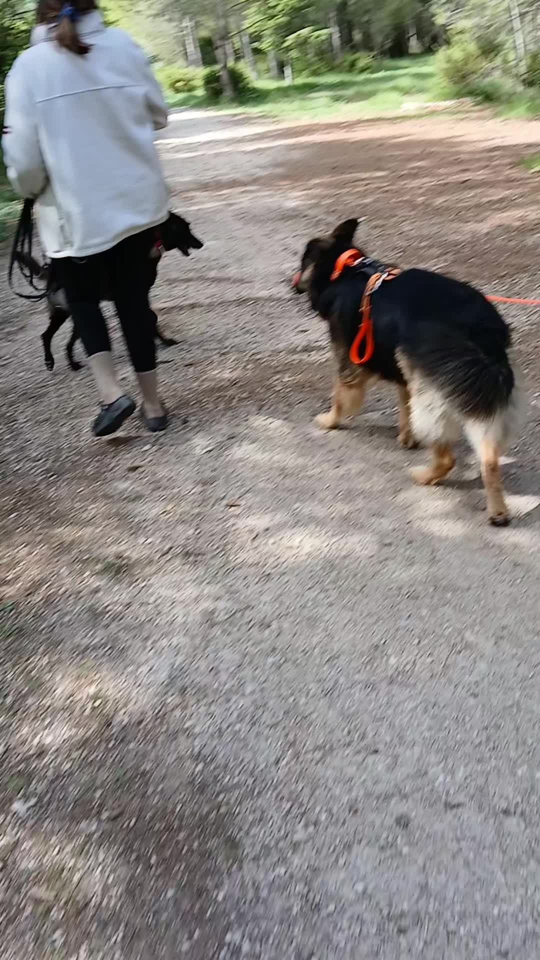 @🐾Onyx &Ruby 🐾