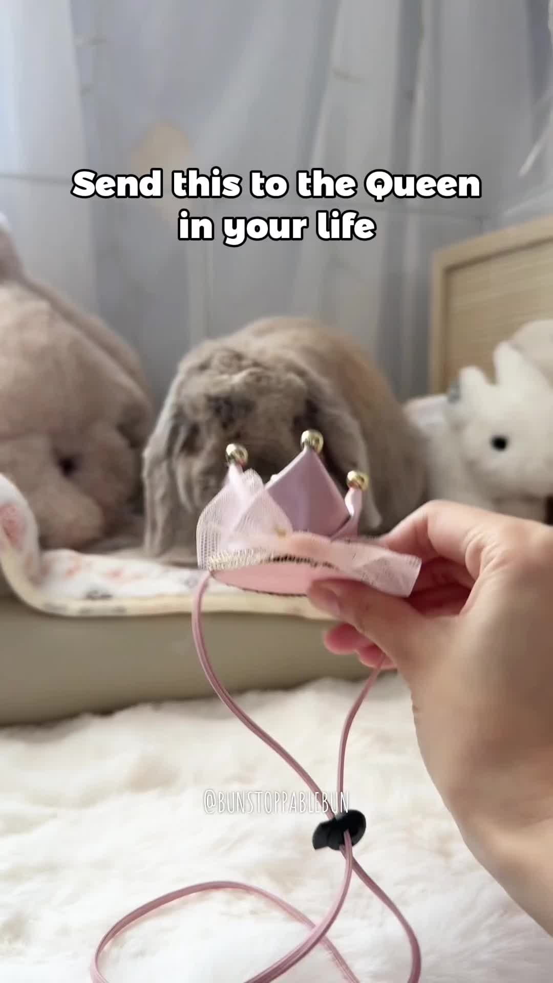 @BunBun, Mochi🌈, Chewy