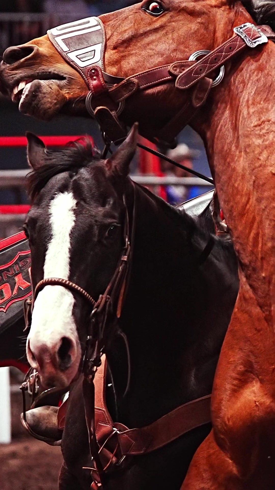 @Hanginghorses