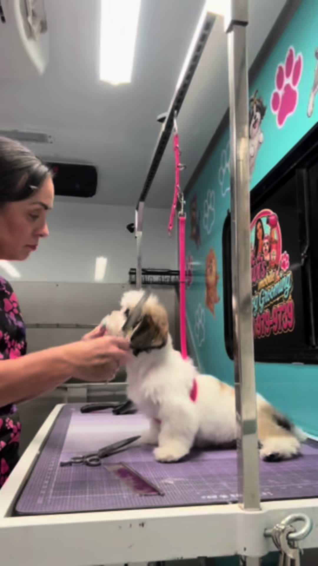 @Vivismobiledoggrooming