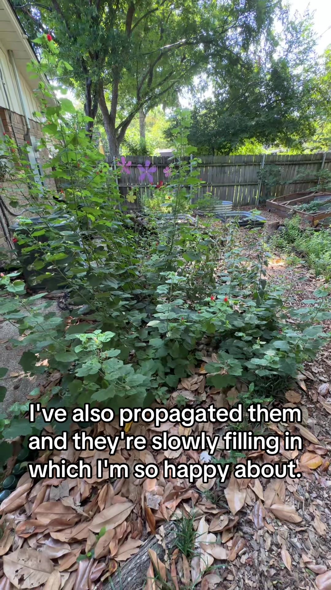 @Jessica | Xenia Backyards