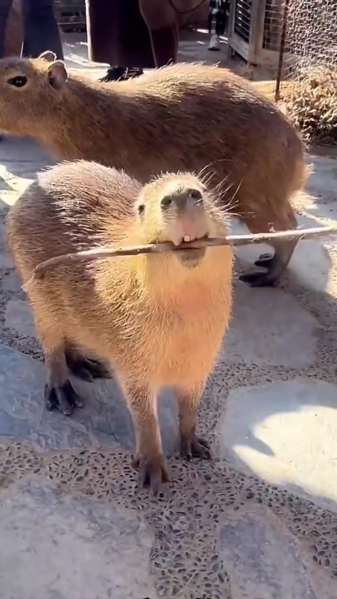 @Capybarabaramedia