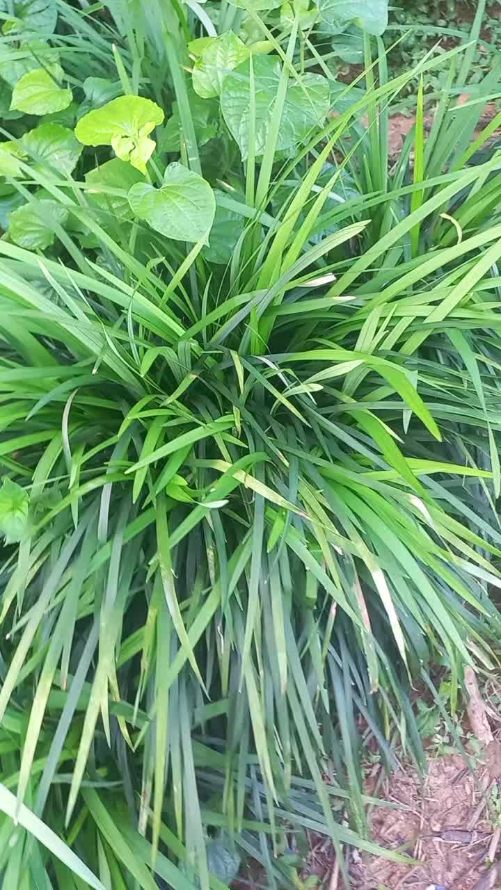 @Đ&ocirc;ng y VŨ VĂN D&Acirc;N