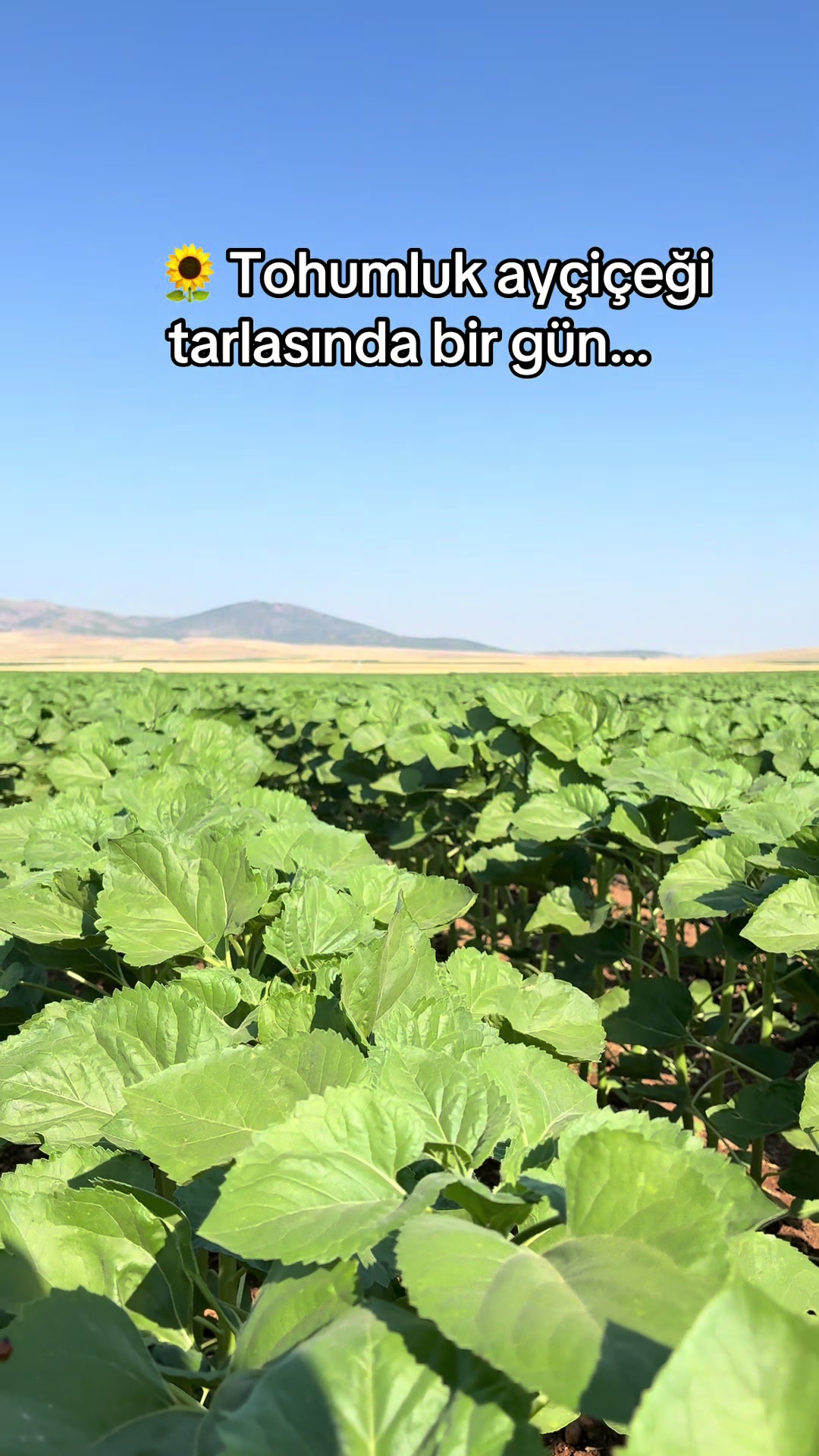 @İE_TARIM