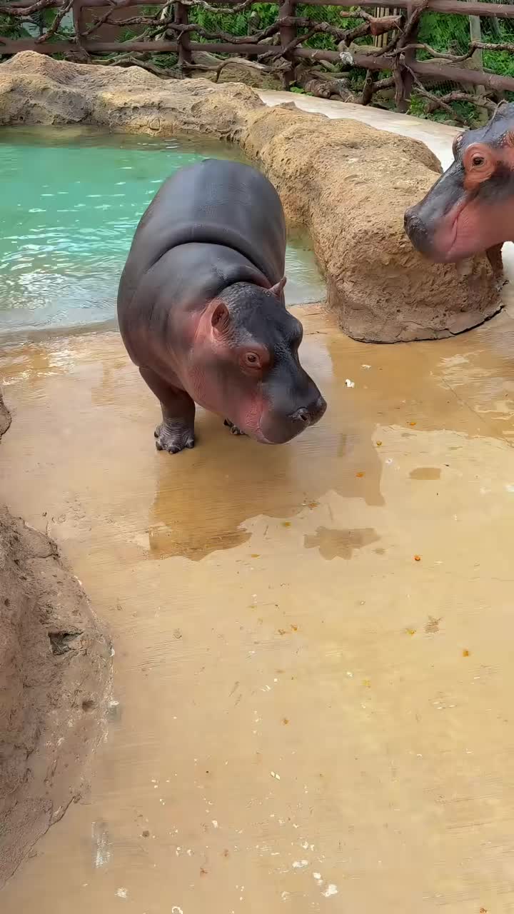 @Hippo
